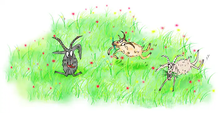 All three billy goats happily playing in the lush meadow